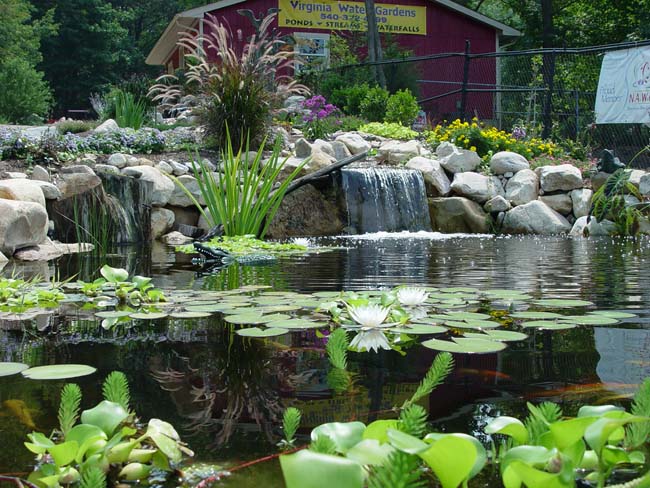 natural water gardens - natural water .com | natural water HBDUXNY