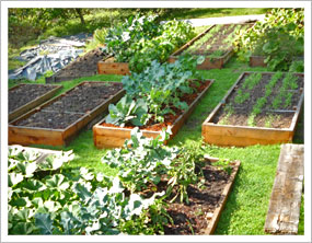 raised bed garden lay out the beds so they are horizontally facing south IFNFWAO