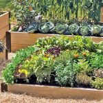 raised bed garden raised beds used to make a kitchen garden MFOLCQM