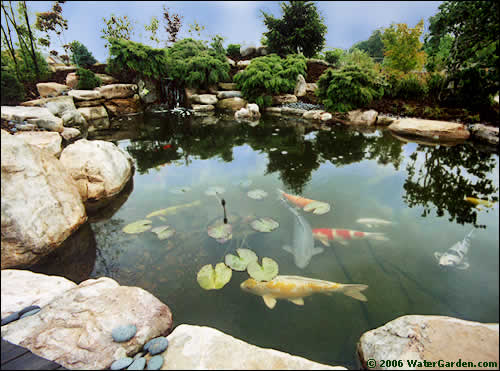 water gardens this 5,500 gallon pond was built using our tahiti pond kit. SZTQVTR