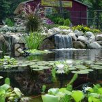 natural water gardens - natural water .com | natural water HBDUXNY