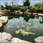 water gardens this 5,500 gallon pond was built using our tahiti pond kit. SZTQVTR