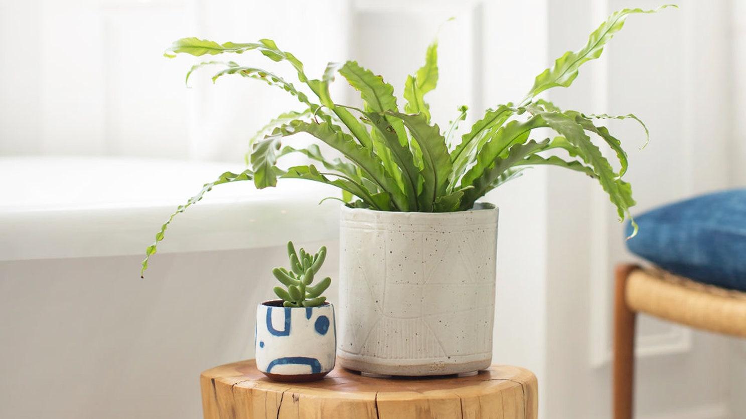 Urban Jungle: Transform⁢ your bathroom‌ into a vibrant‌ plant sanctuary