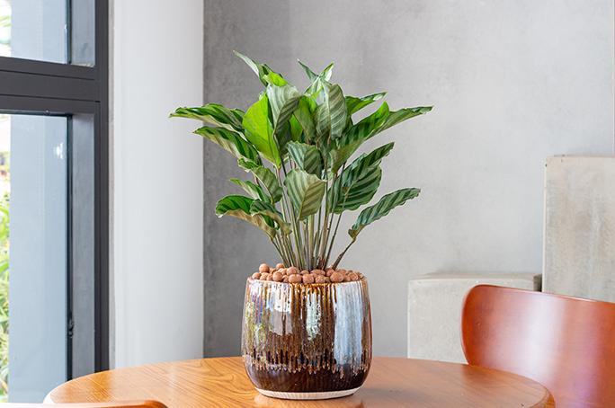 Incorporate ‍indoor plants ​to enhance‌ your wooden bathrooms tranquility