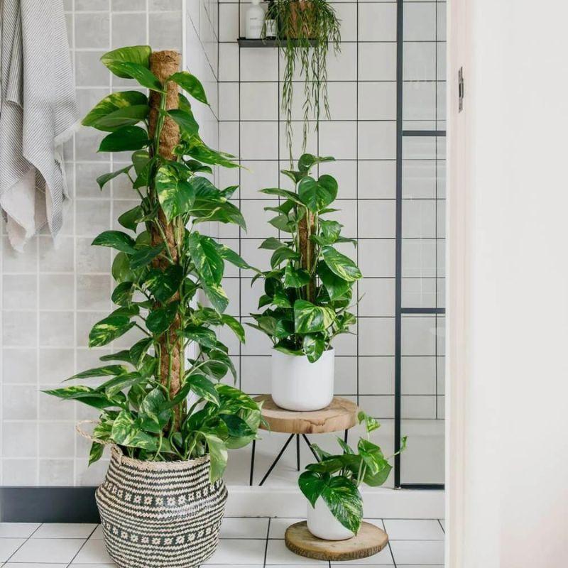 Potted plants ⁢breathe ​life and freshness into your ​boho bathroom⁣ space