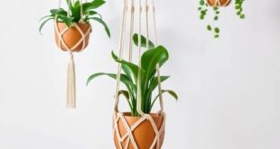 Elevate Your Space: The Art of Macrame Plant Hangers in Modern Decor