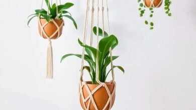 Elevate Your Space: The Art of Macrame Plant Hangers in Modern Decor