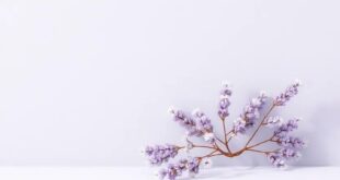 Serene Harmony: Exploring the Best Soft Lavender and Gray Color Palettes