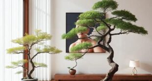 Embracing Tranquility: Designing a Japanese-Inspired Living Room with Bonsai Trees