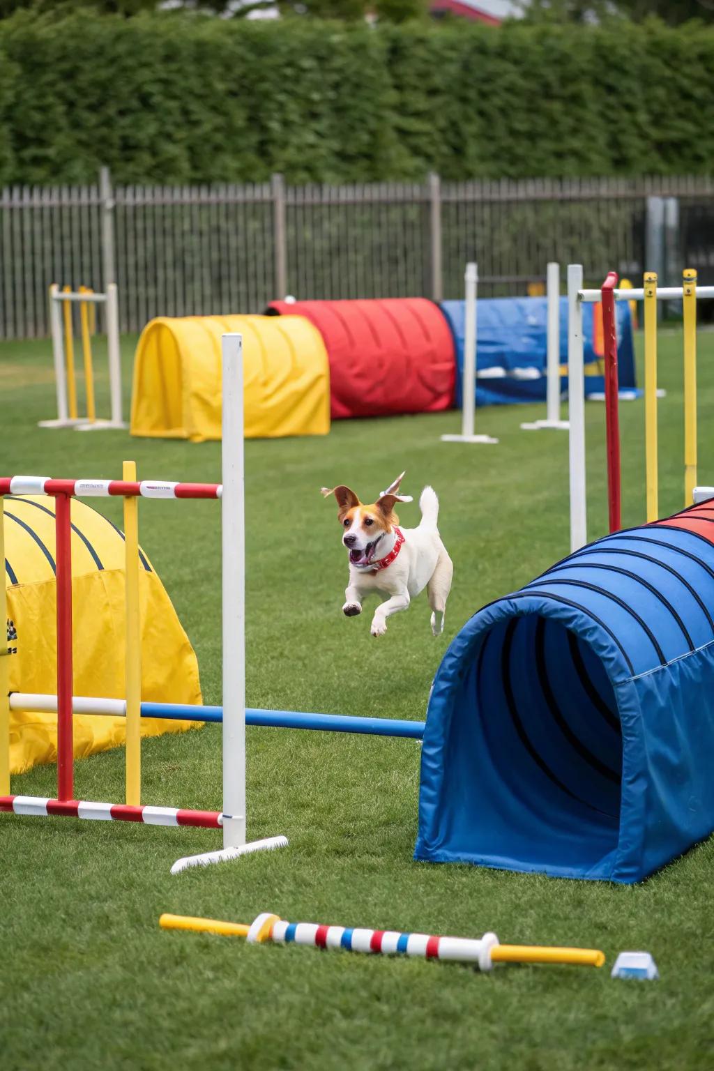 Engage your dog with a stimulating agility playground in your backyard.