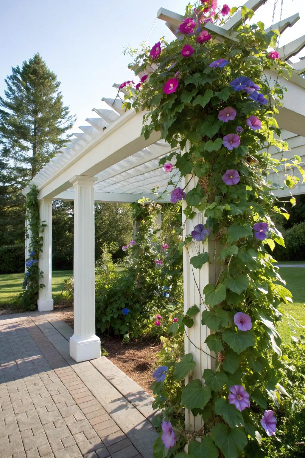 A pergola adorned with climbing morning glories.