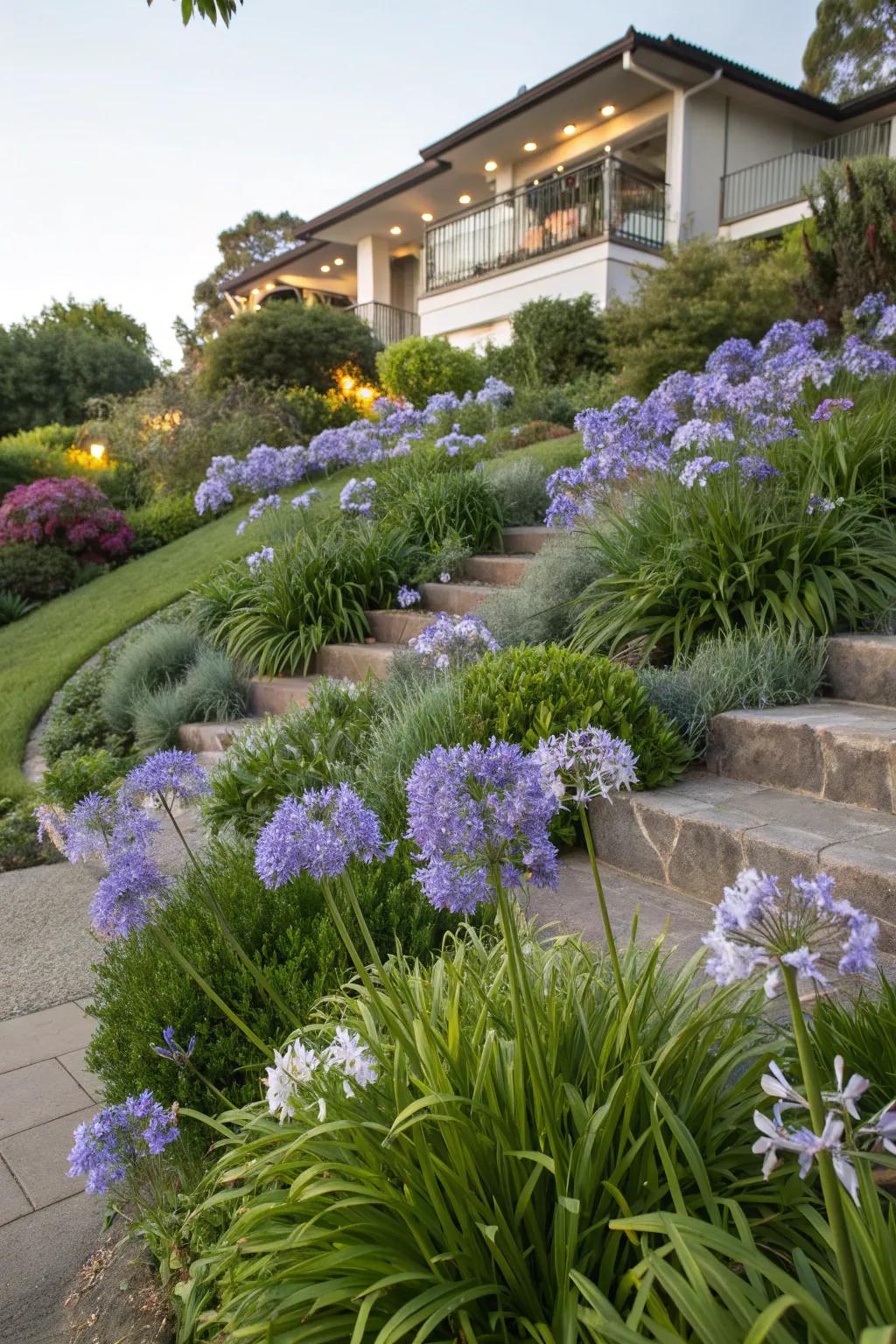 Maximize visual impact with dynamic agapanthus layering.