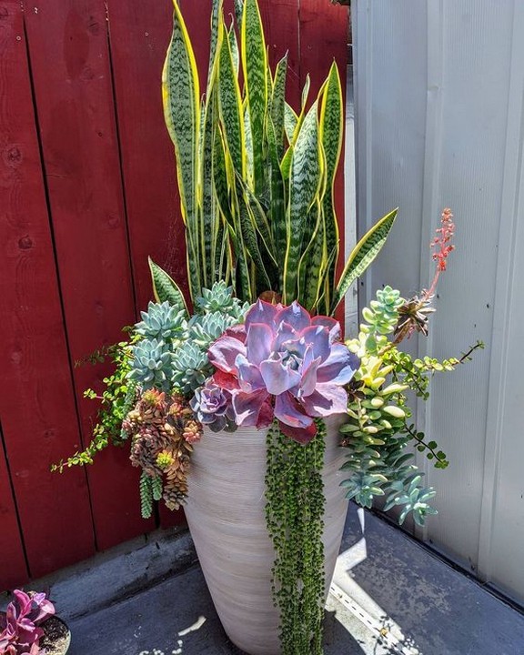 Boho Cabin Plants