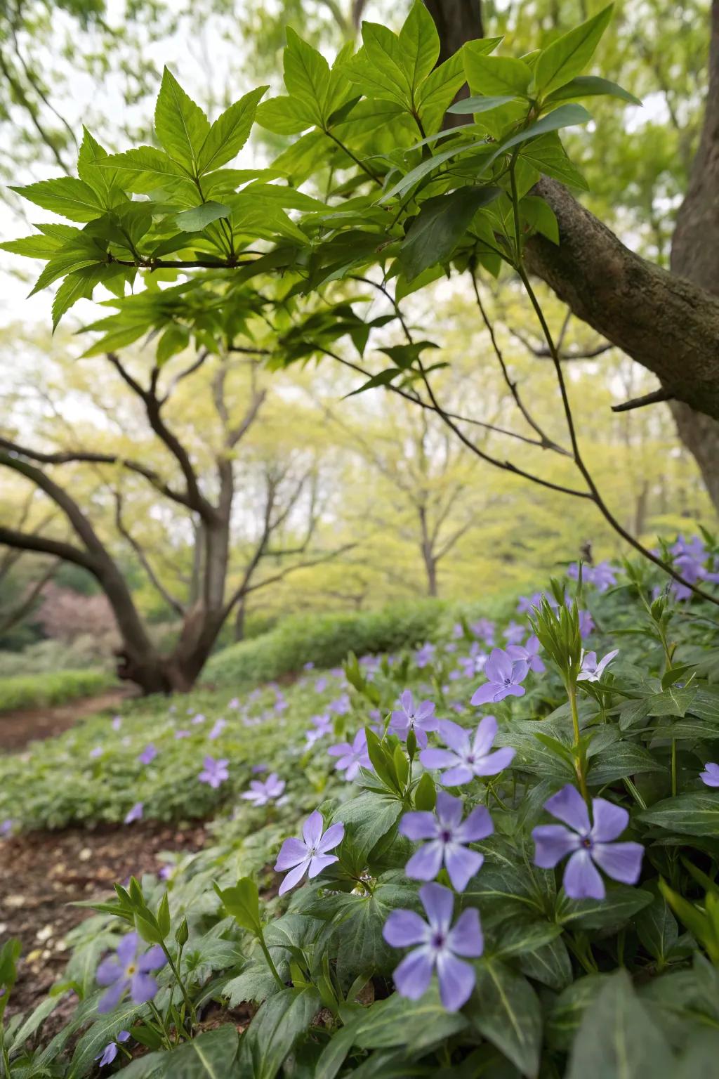 Vinca providing evergreen coverage with periwinkle blooms beneath a maple.