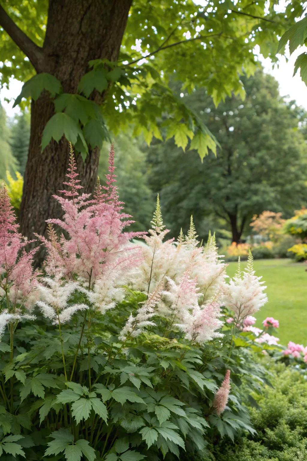 Astilbe plants adding whimsical blooms beneath a maple tree.