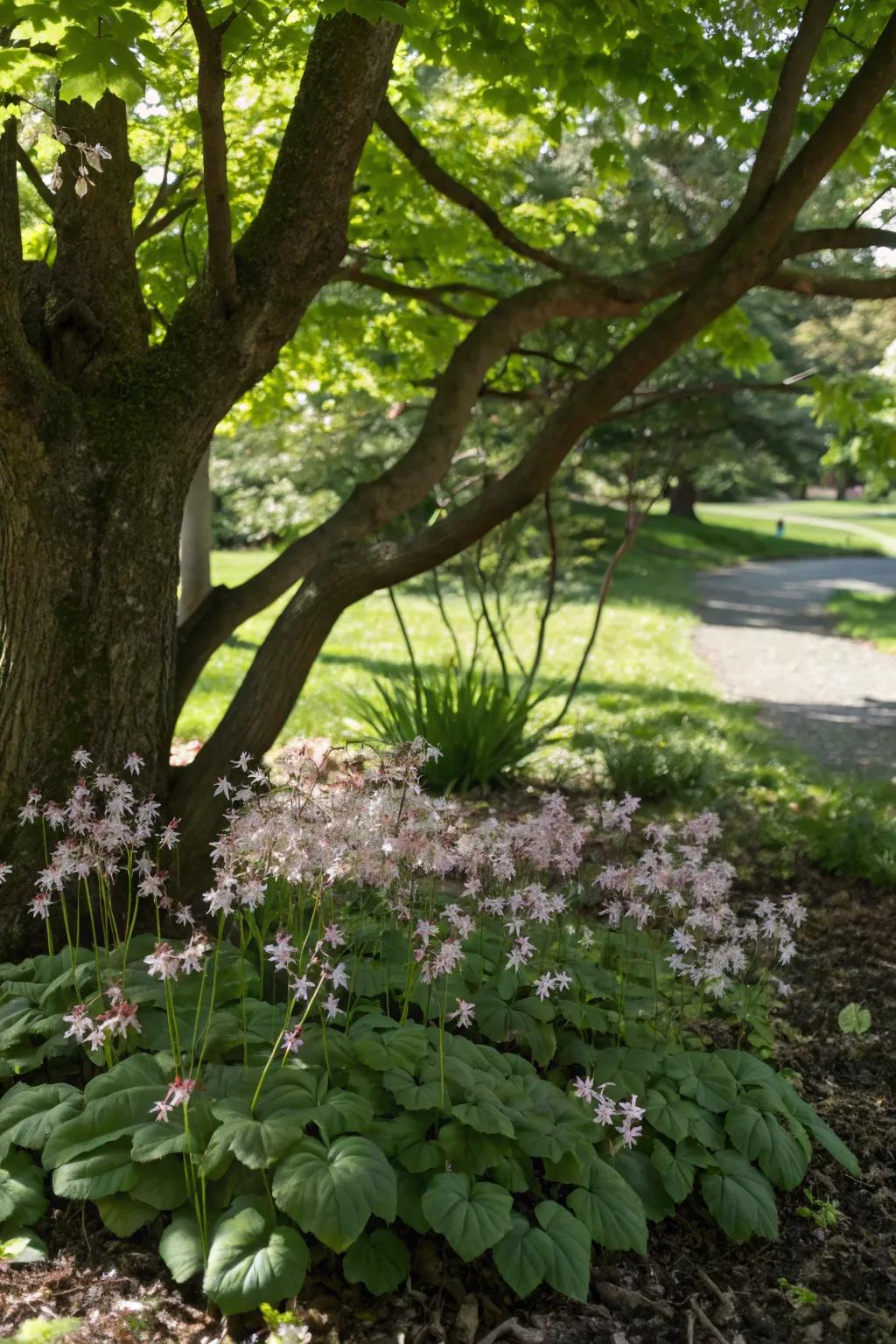 Barrenwort adding a fairy-tale touch beneath a maple tree.