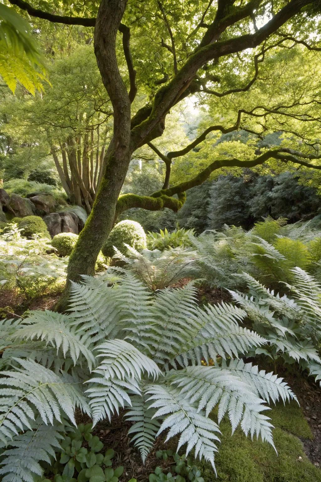 Japanese painted ferns adding a silver touch under a maple tree.