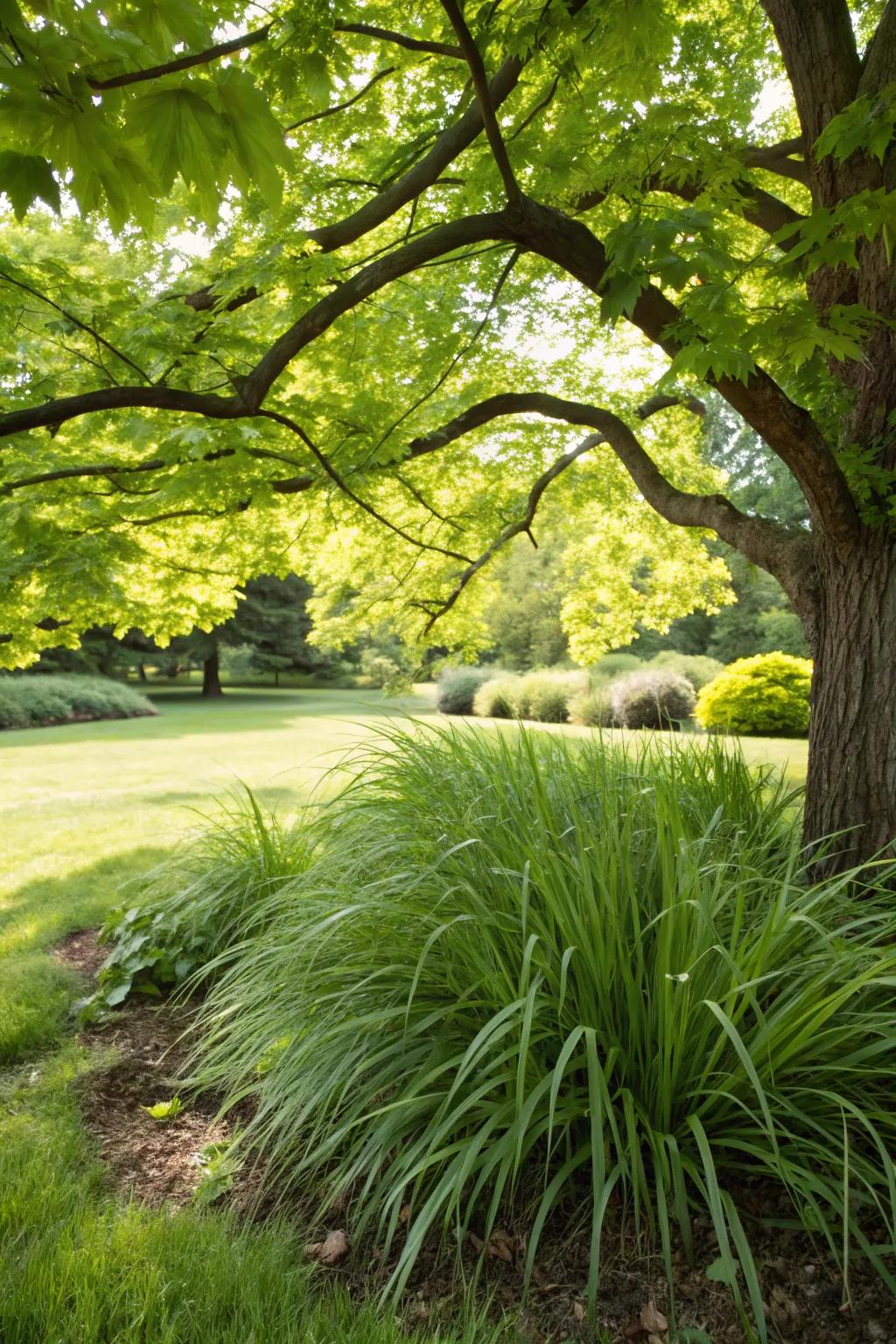 Pennsylvania sedge providing soft elegance beneath a maple tree.