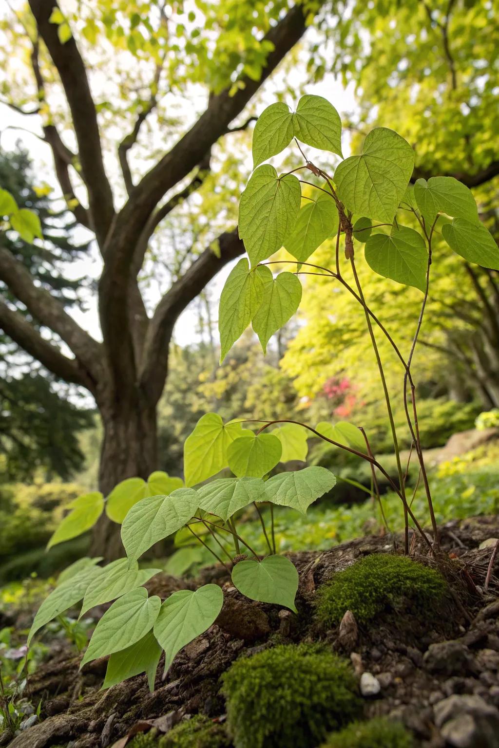 Epimedium adding a whimsical touch beneath a maple tree.