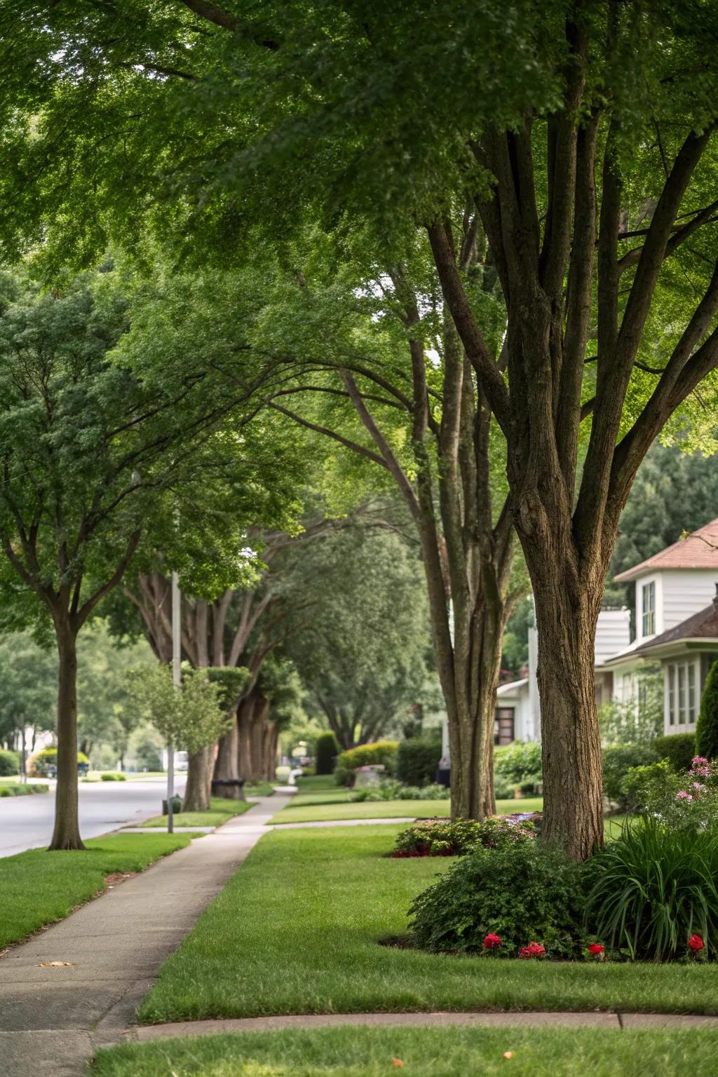 Trees can create a natural and aesthetically pleasing privacy screen.