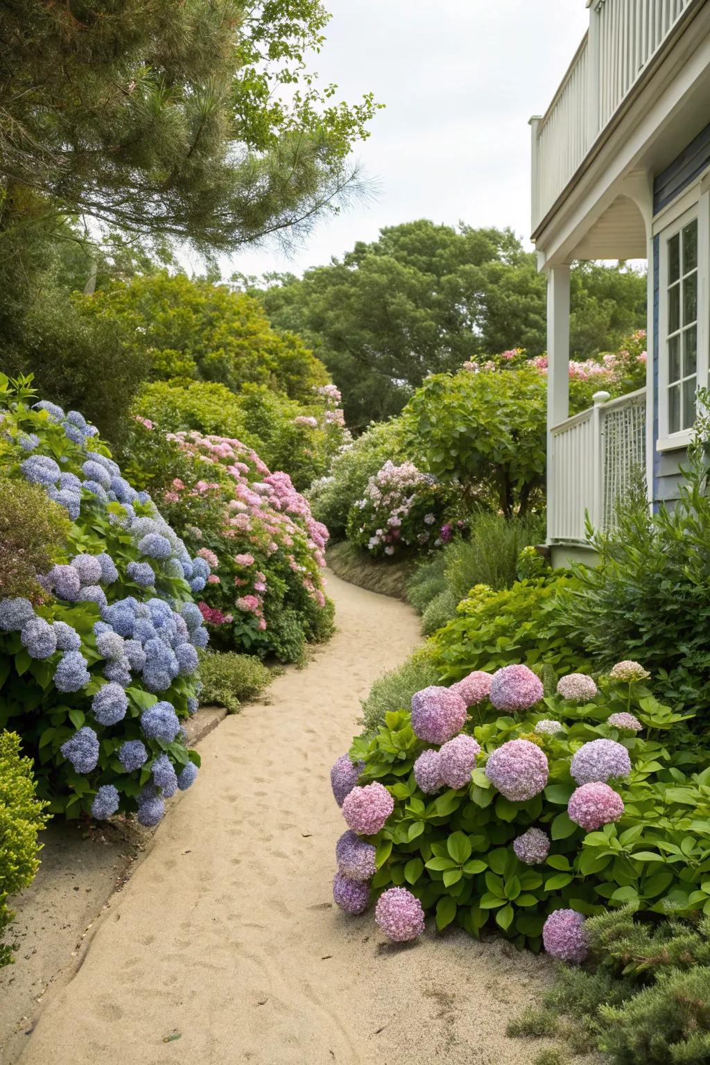 Vivid hydrangea flowers in front yard.