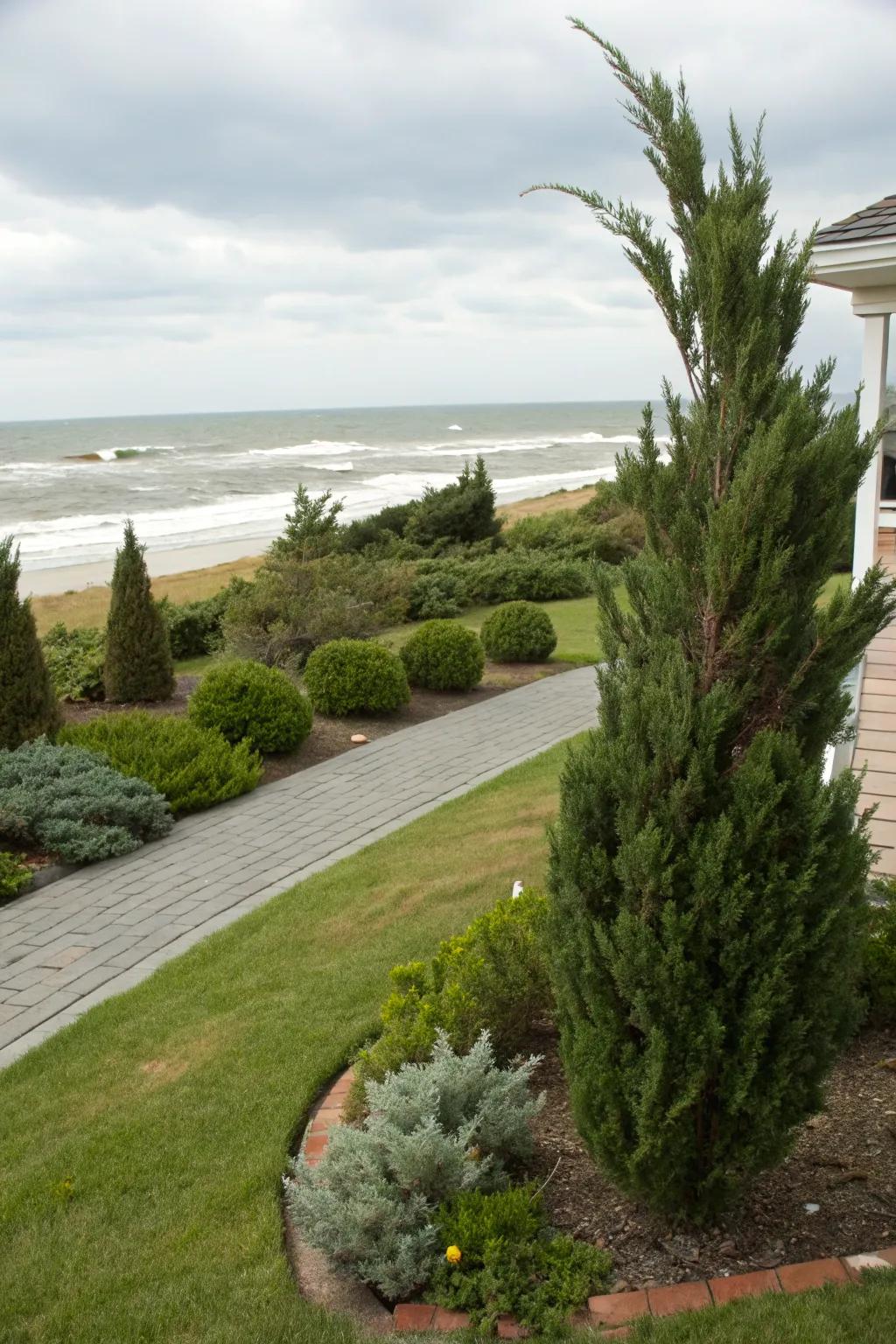 Wind-resistant shrubs in coastal garden.
