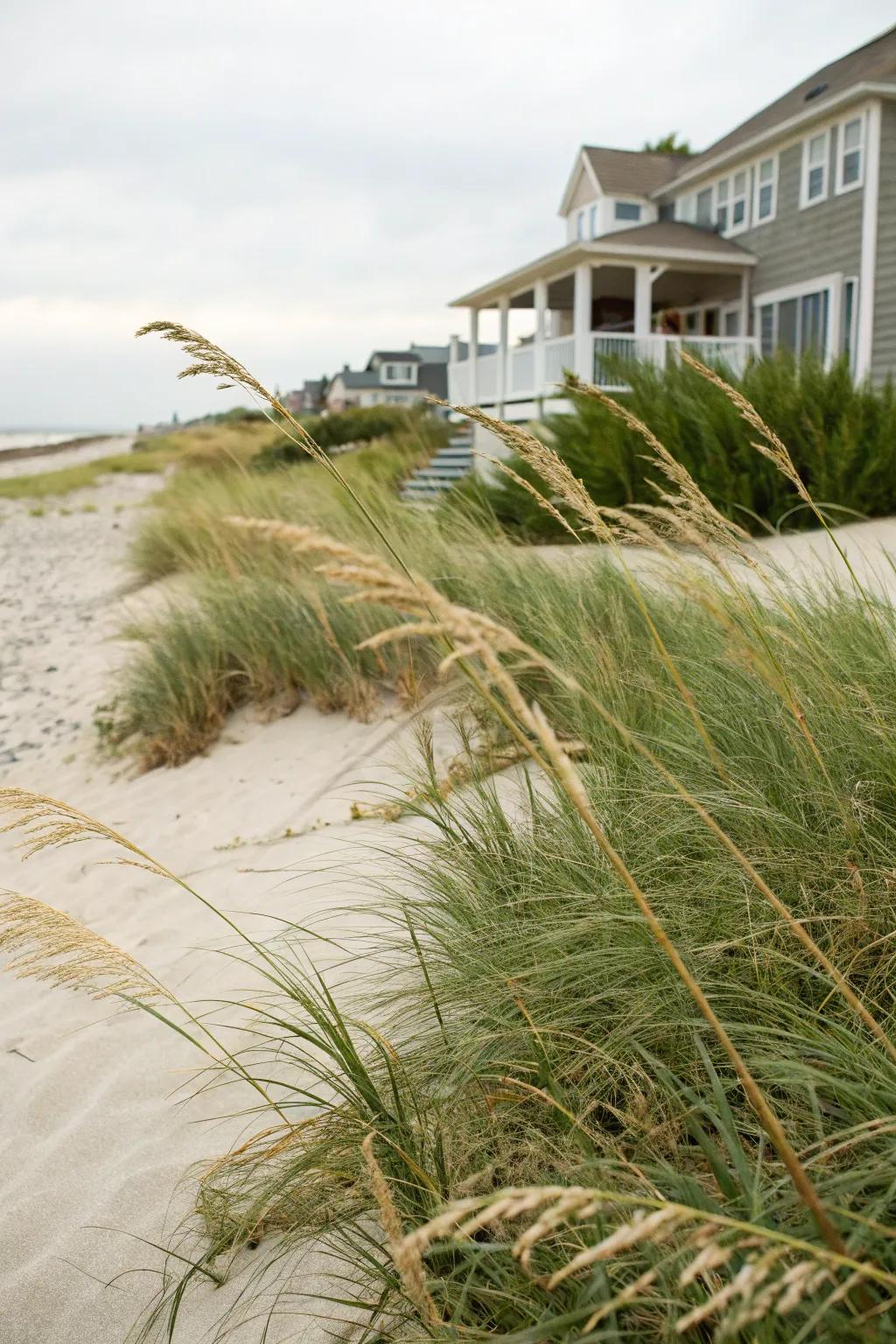 Beach grass planted in front yard.