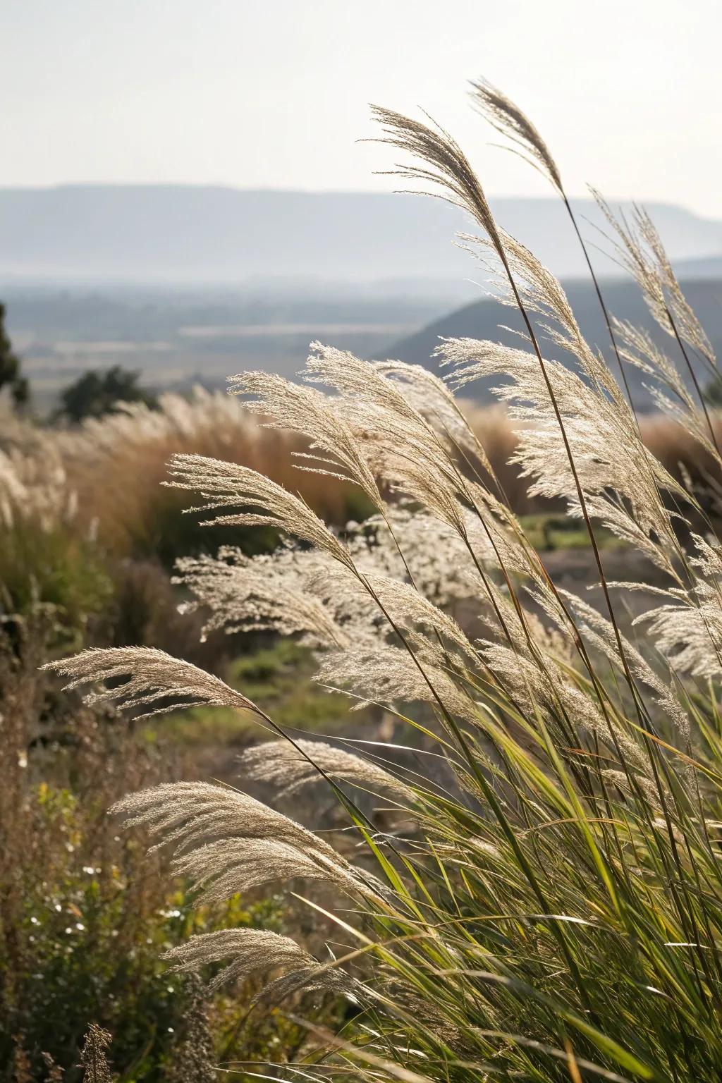 Ornamental grasses add movement and elegance to the landscape.