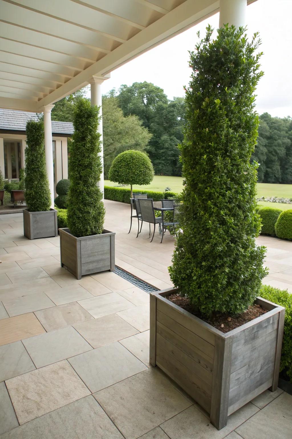 Boxwood planters serve as green dividers in outdoor layouts.