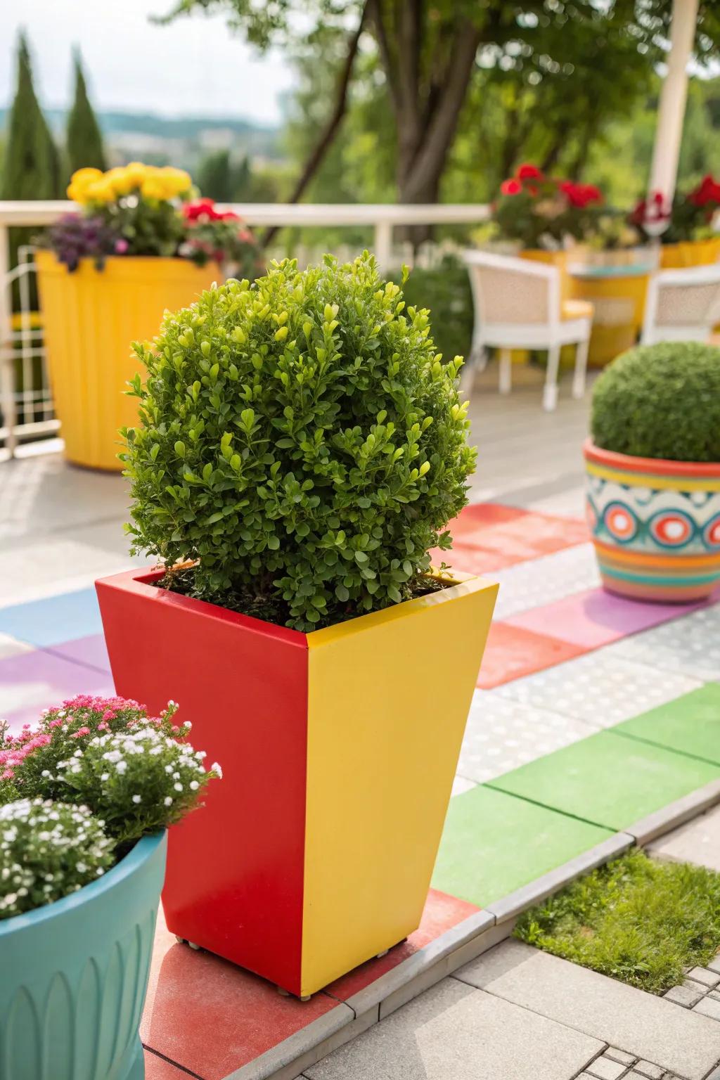 Bright planters make boxwoods pop with color.