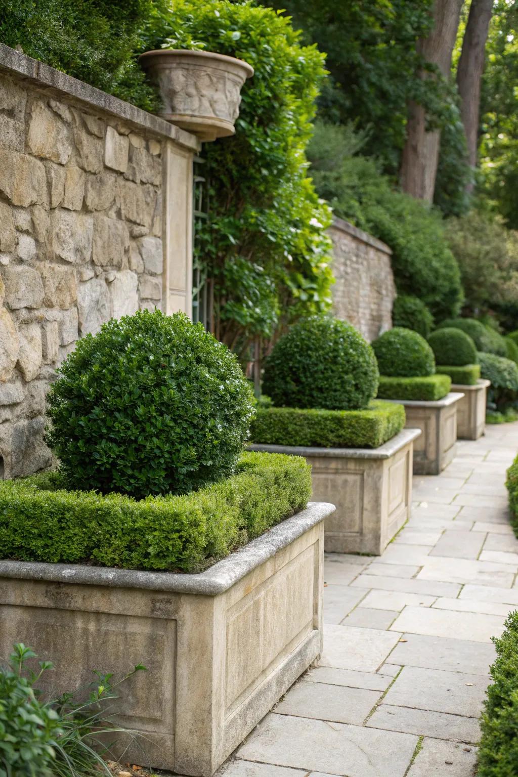 Textured walls offer rich backgrounds for boxwoods.
