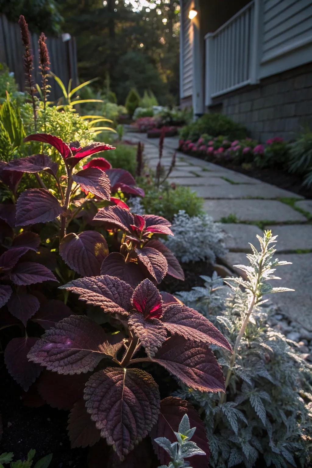 Contrast between dusty miller and dark-leafed plants in garden design.
