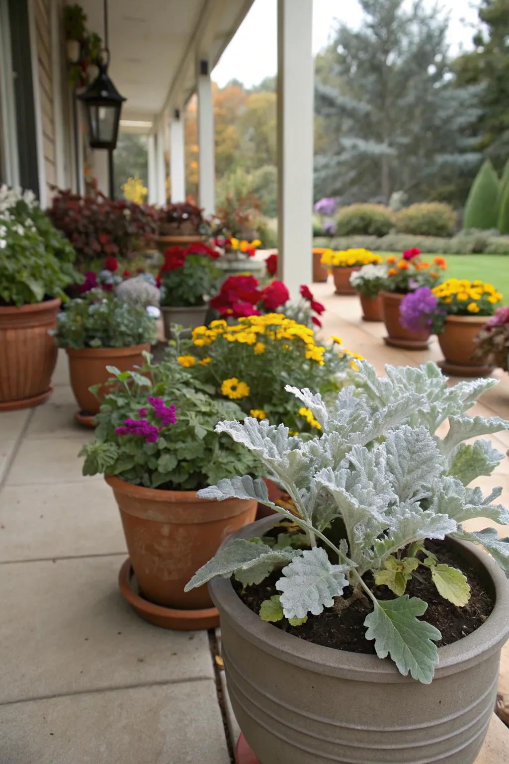 Dusty miller adds grace to container garden setups.