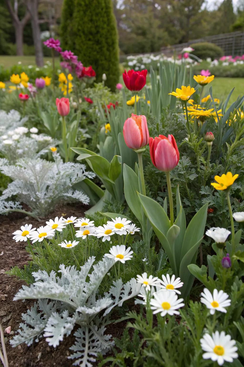 Dusty miller providing contrast to vibrant mixed flower beds.