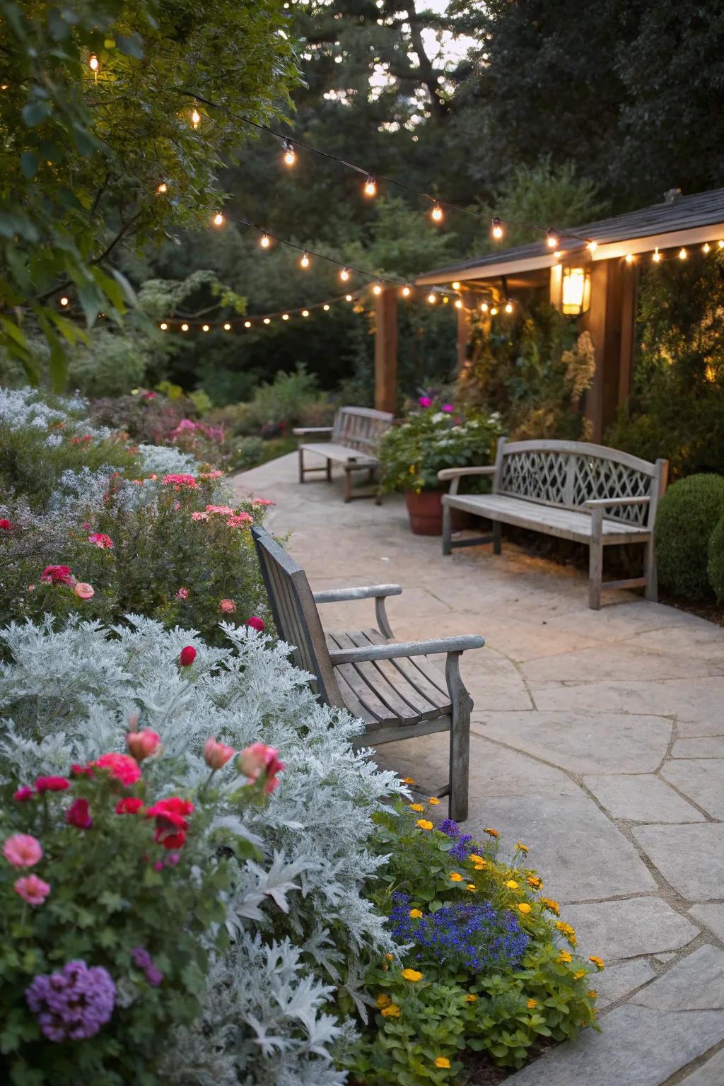 Dusty miller as a cozy companion to garden seating areas.