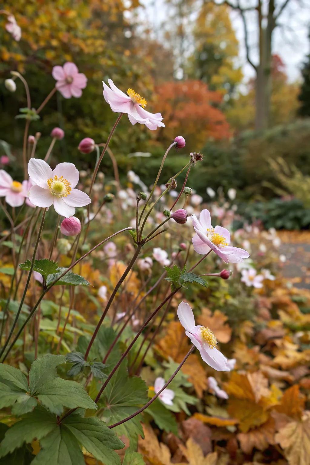 Windflowers add elegance and movement.