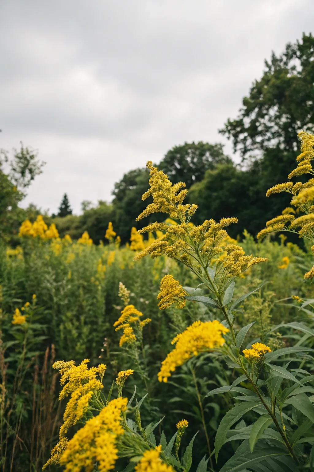 Goldenrod brings a sea of gold to your garden.