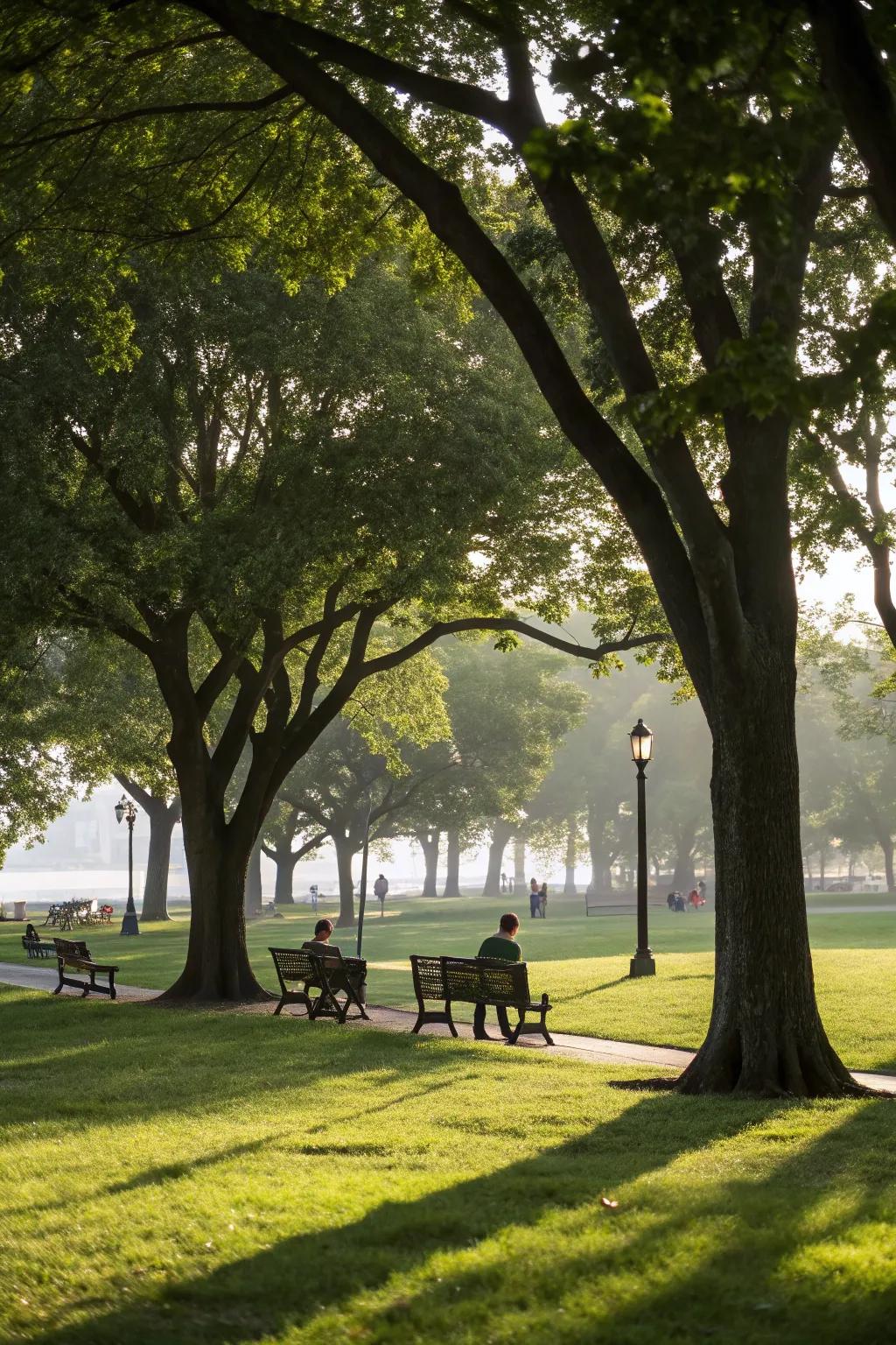 Shade trees provide natural and lasting shade.