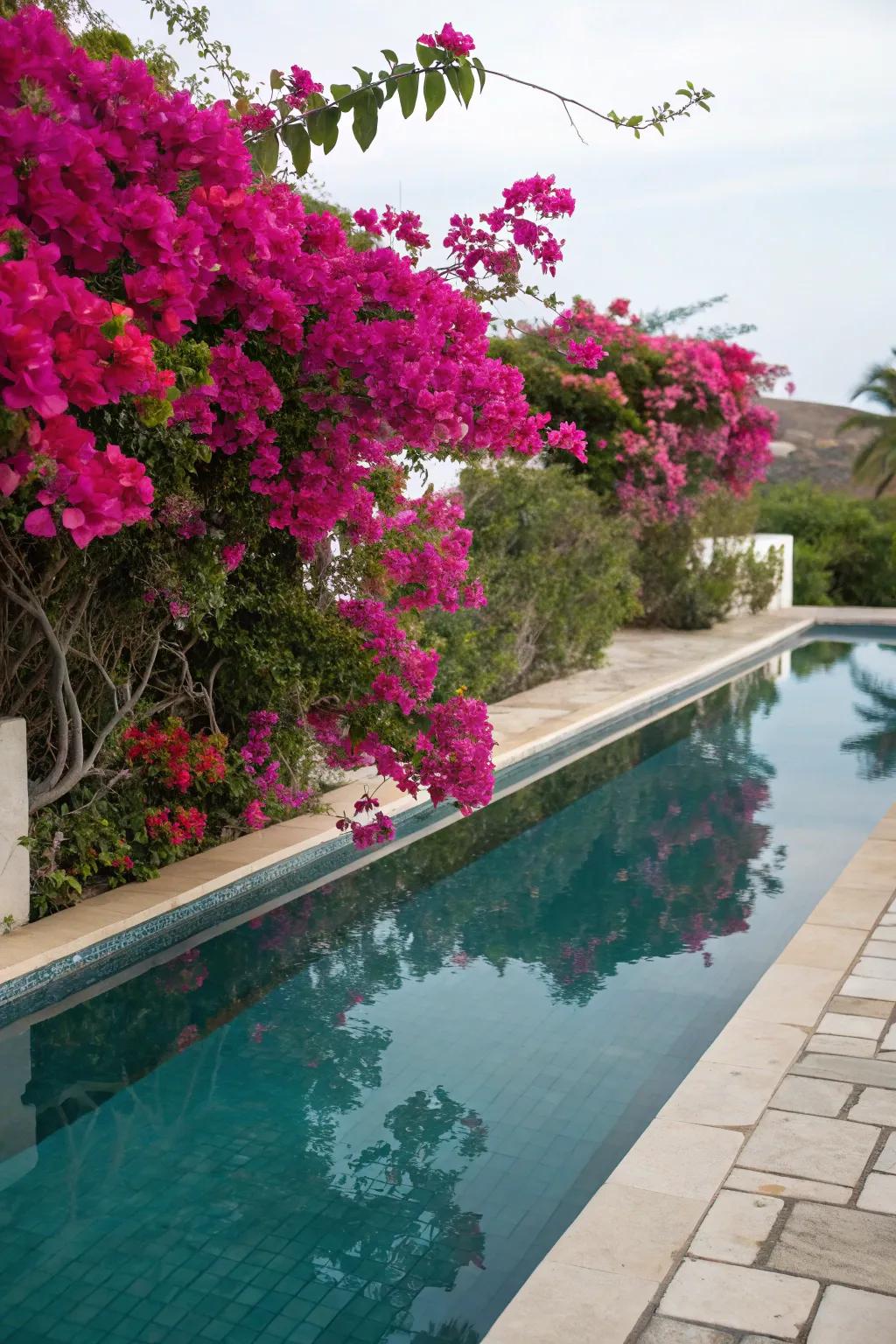 Bougainvillea brings exotic charm to waterfront spaces.