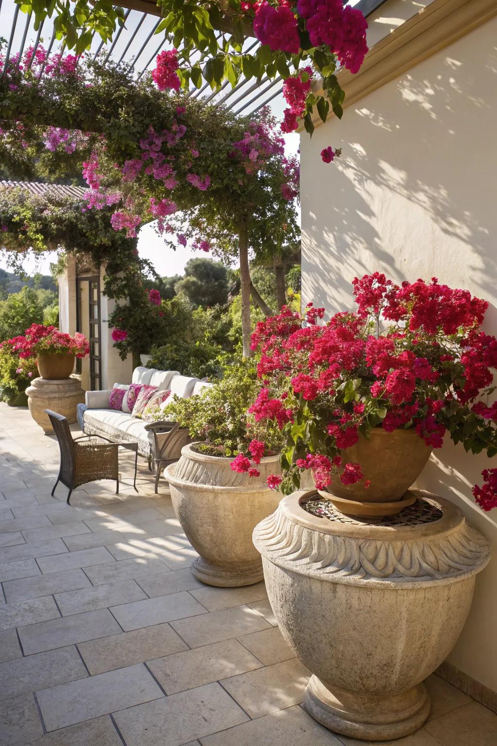 Potted bougainvillea brings color to any patio setting.