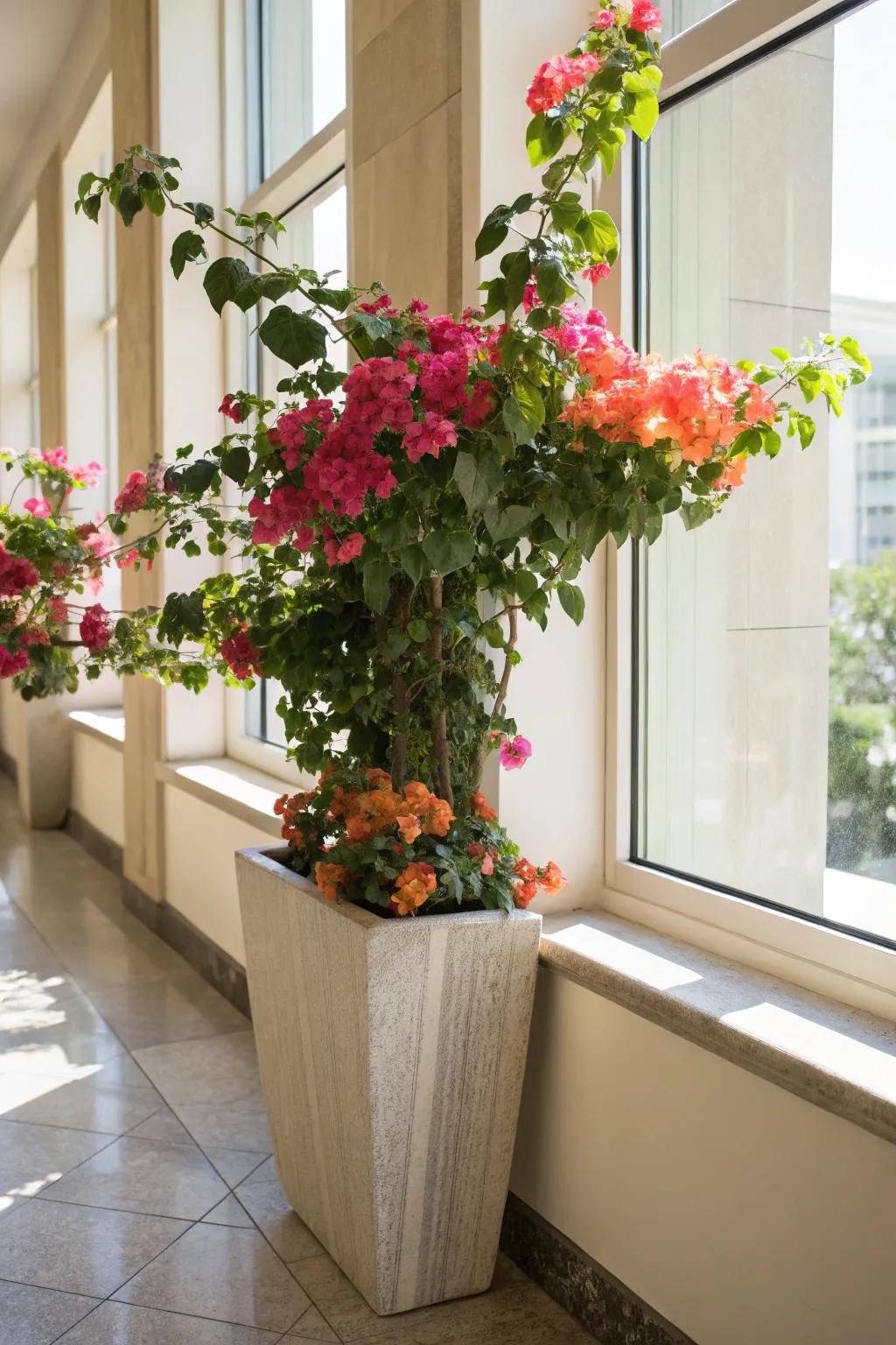Indoor bougainvillea adds a tropical touch to your decor.