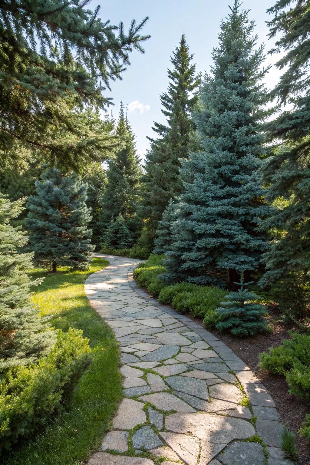 A stone pathway through blue spruce trees invites exploration.