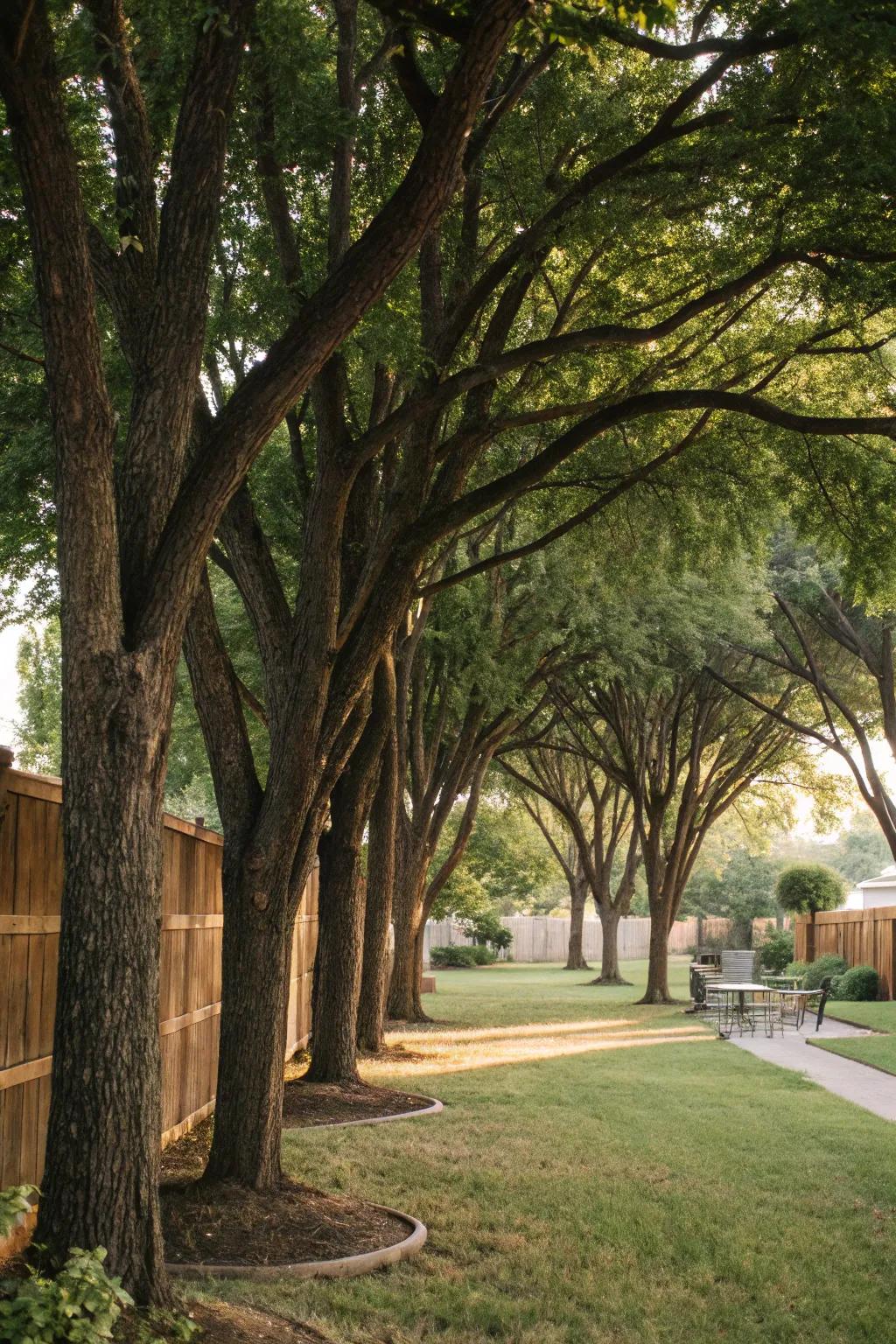 Privacy trees provide shade and seclusion.