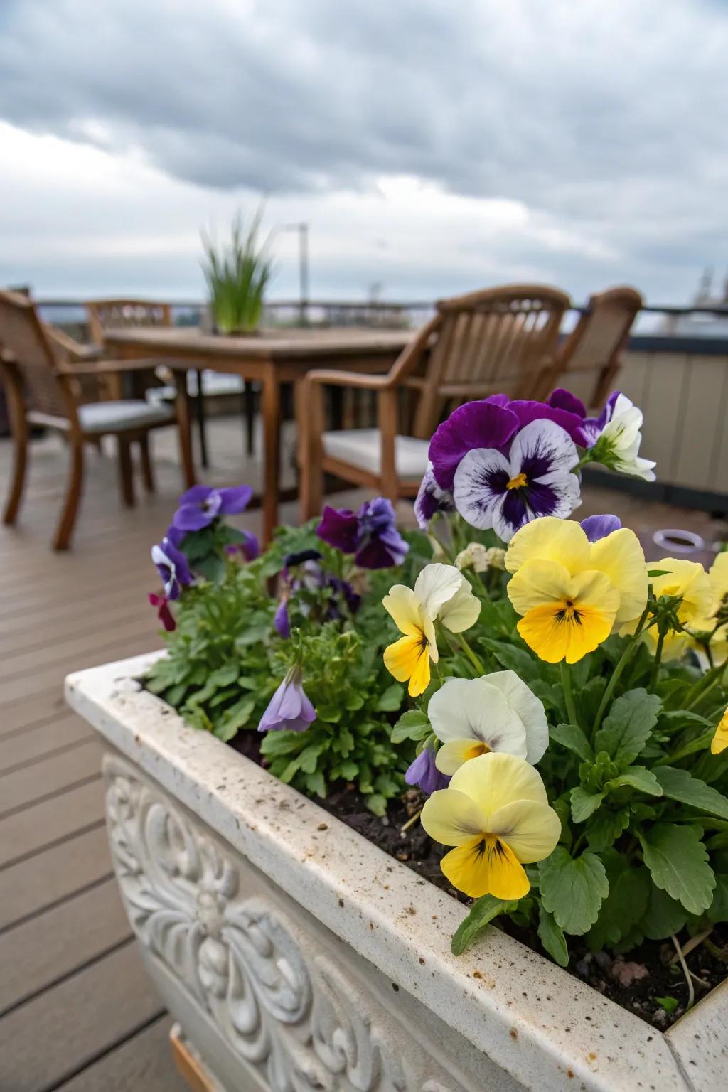 A patio container filled with pansies, adding charm and color to any outdoor space.