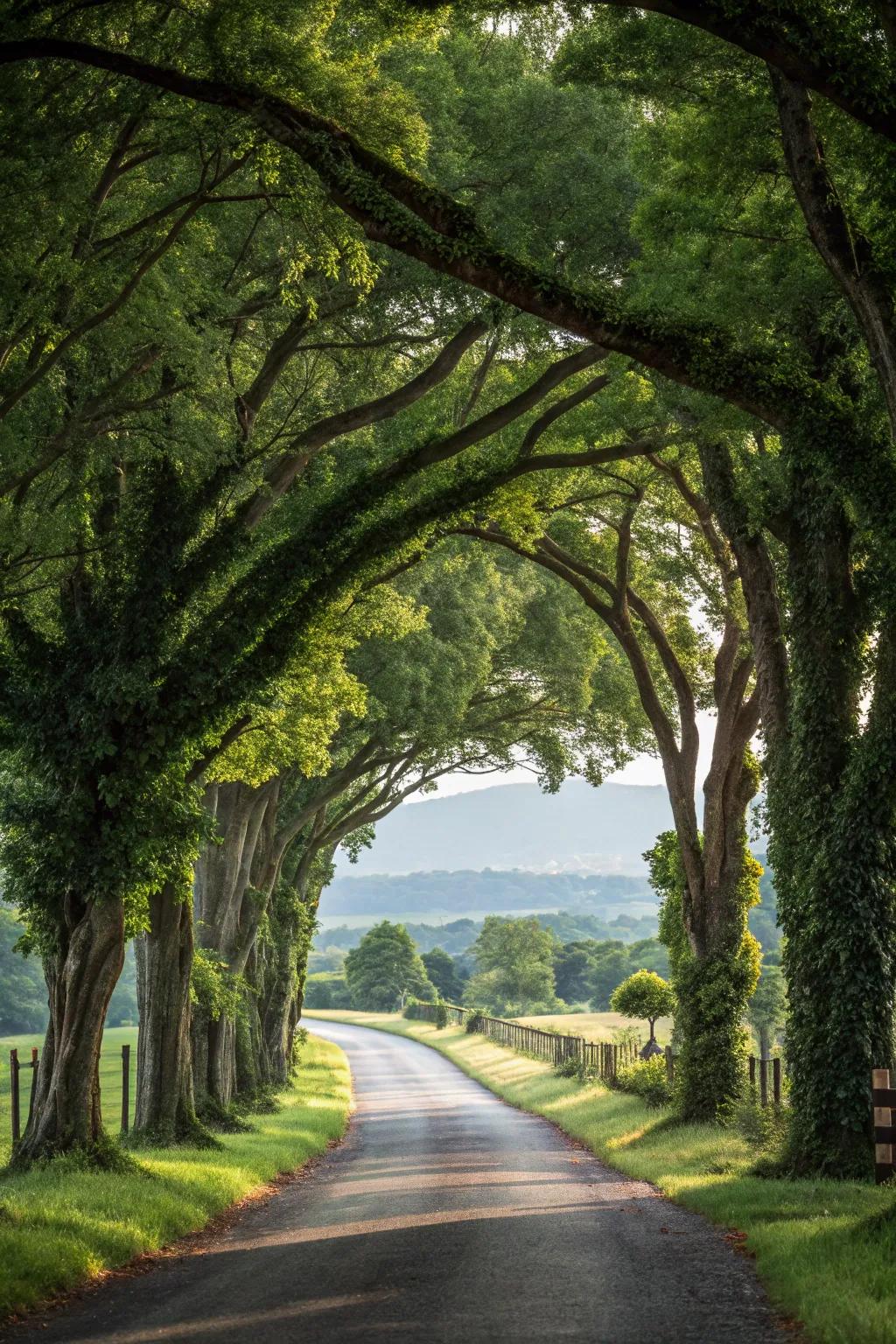 A tree-lined driveway offers a grand and natural welcome.