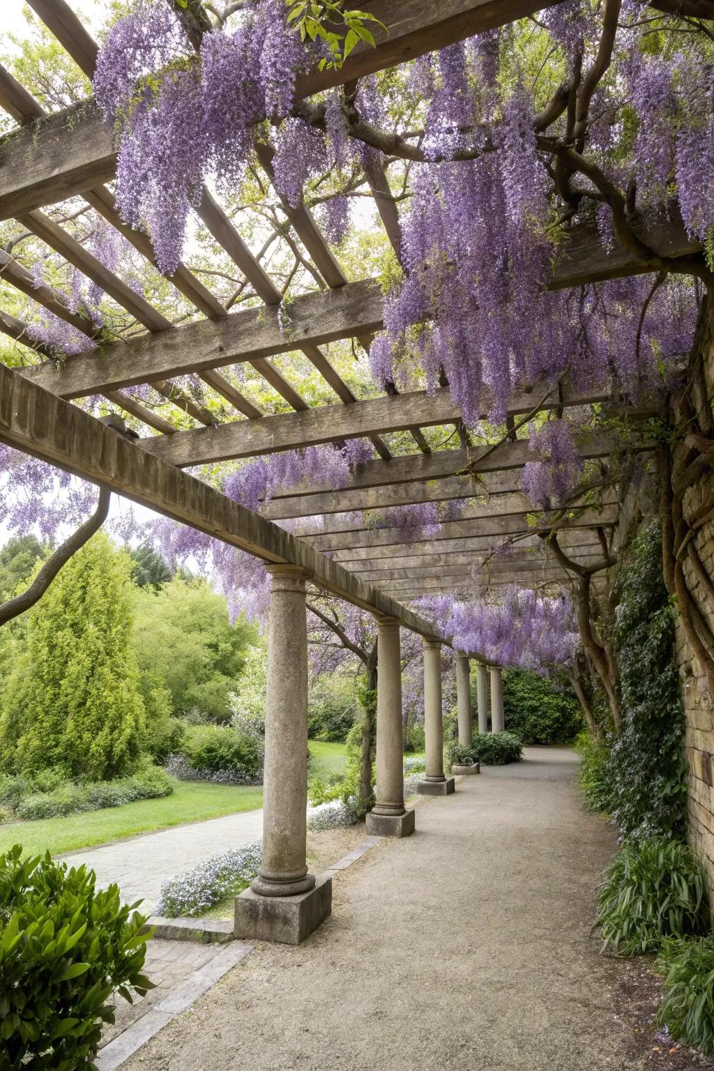 A pergola with a trellis roof, beautifully covered in wisteria.
