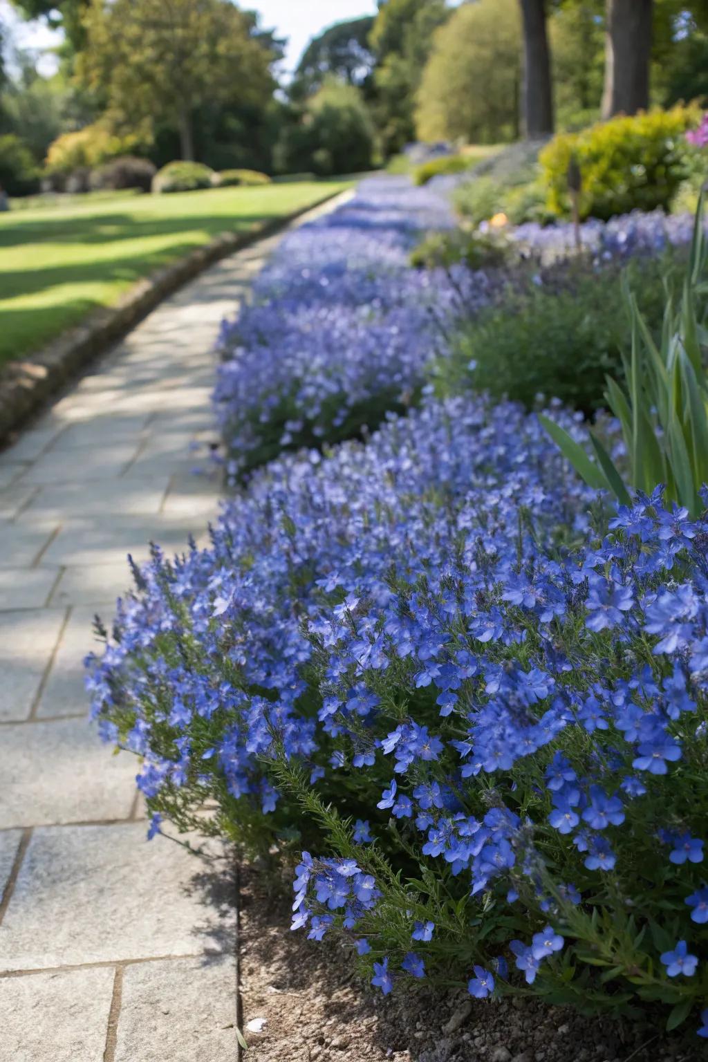 Veronica'Waterperry Blue' offers delicate blooms for garden edges.
