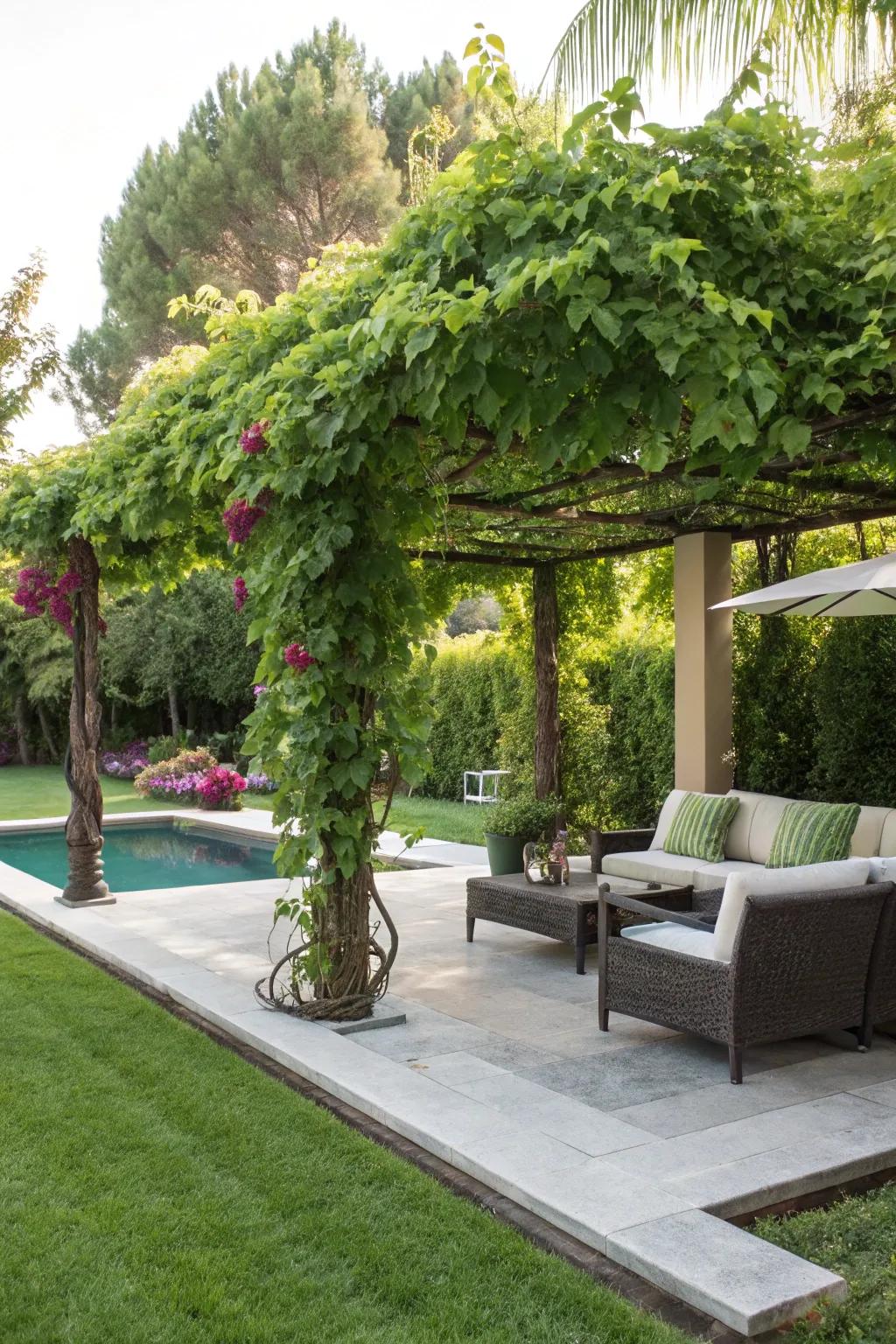 A pergola provides elegant shade and enhances your backyard's aesthetic.