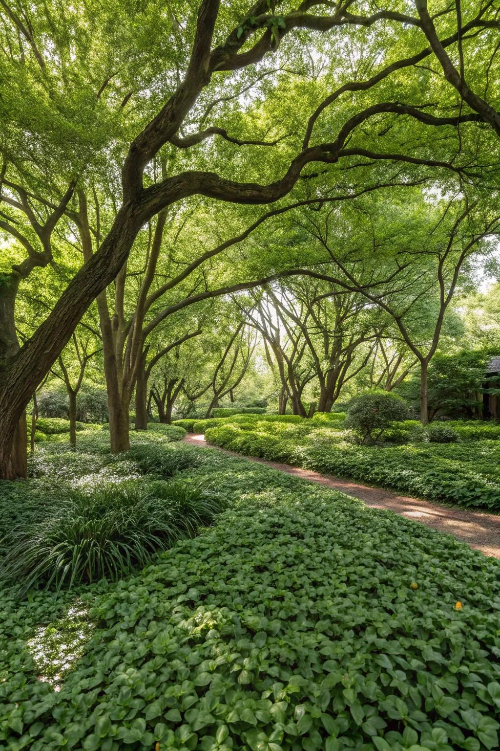 Ground covers provide a seamless and lush ground layer under trees.