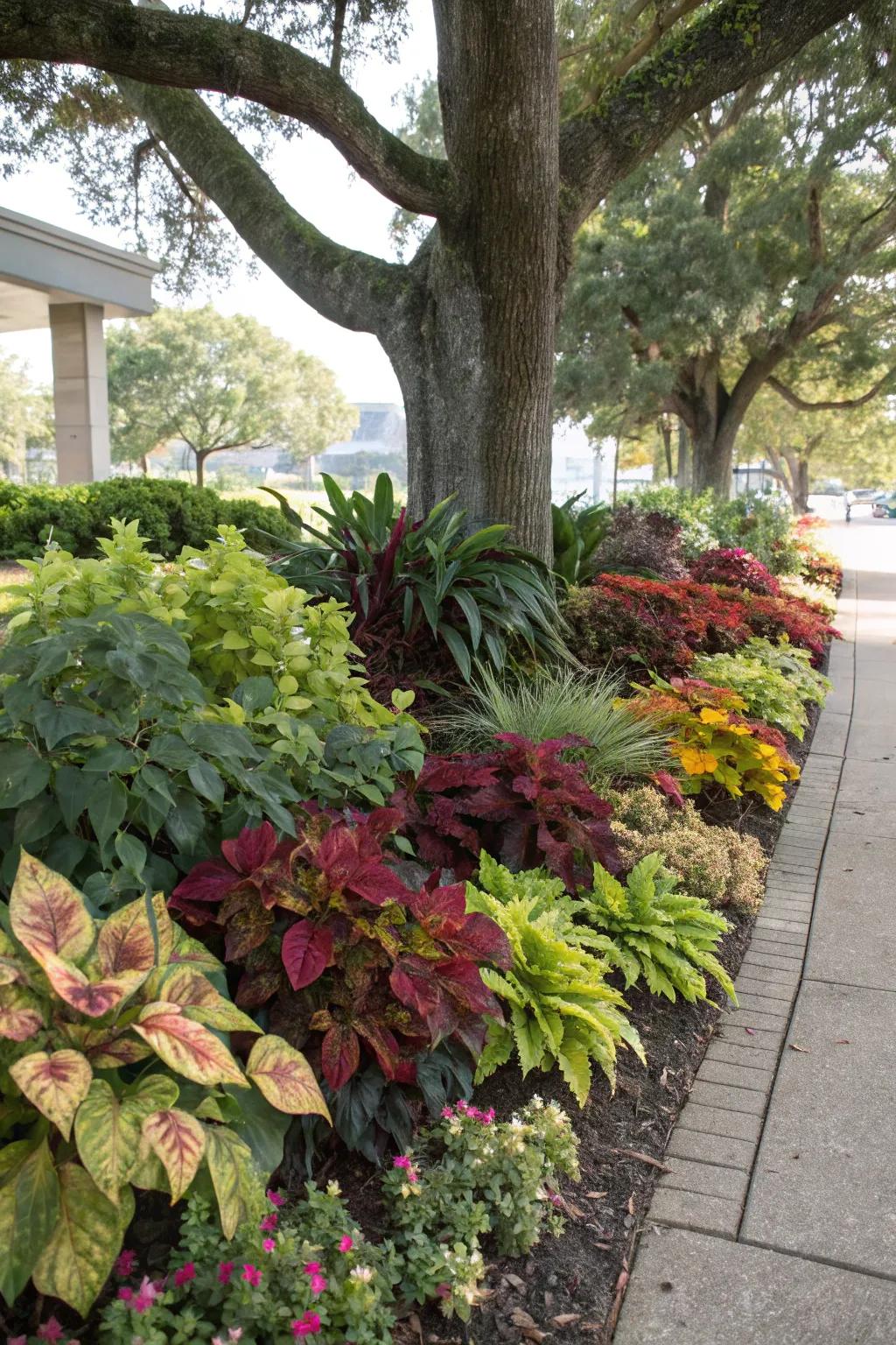 Colorful foliage brightens up shady garden areas.